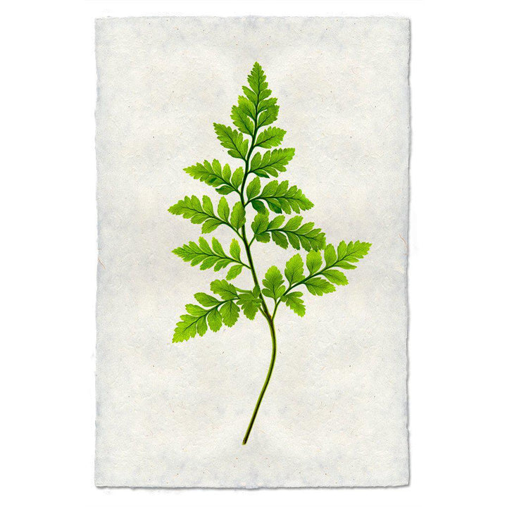 Fern #6, 20 x 30 , Nepalese Handmade